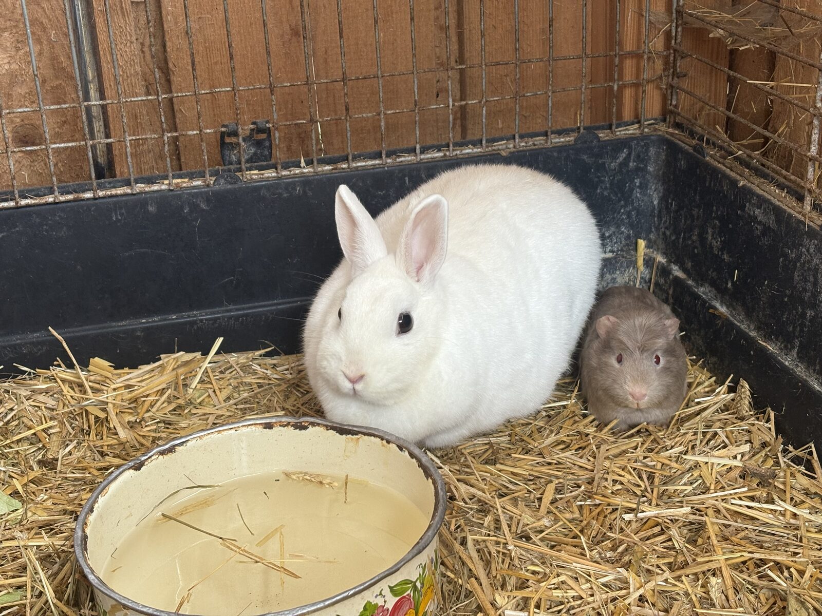 Hase und Meerschweinchen im Stroh