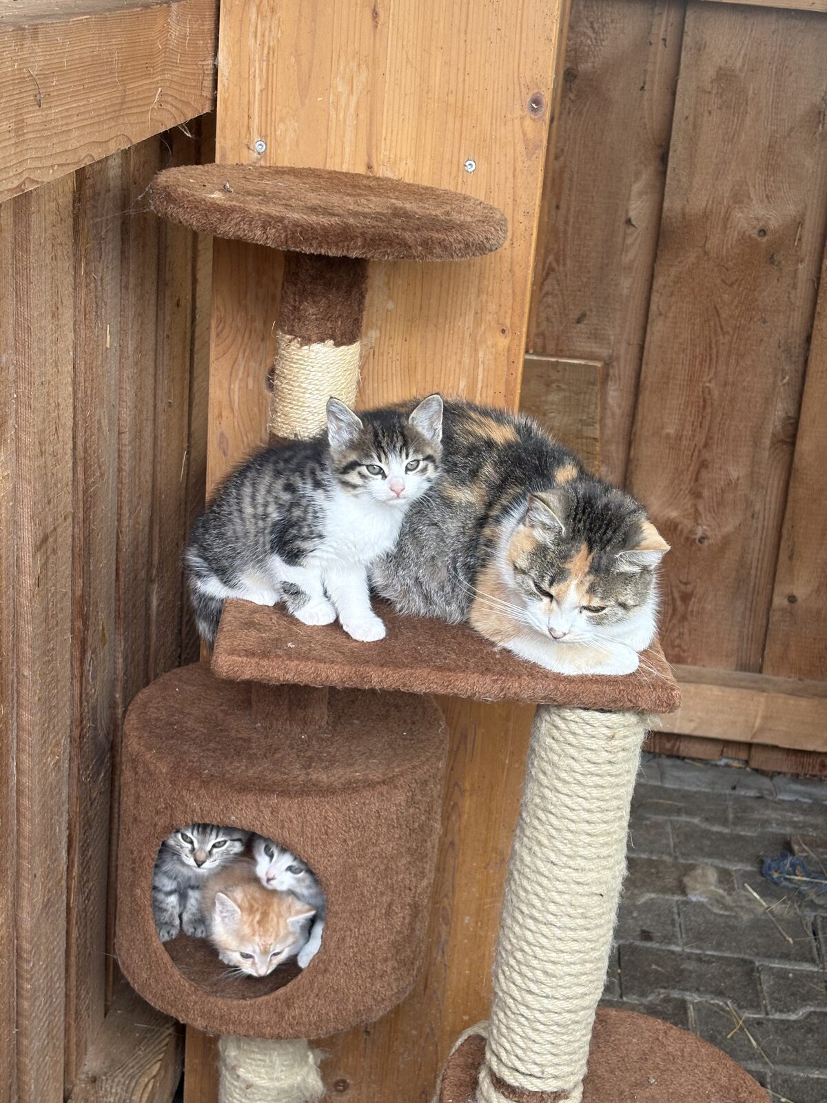 Katze mit Kätzchen am Kratzbaum