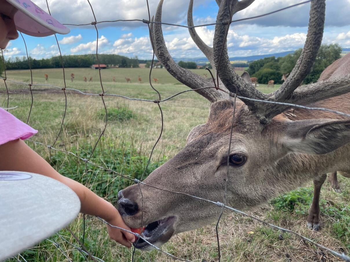 Kind füttert einen Hirsch am Zaun
